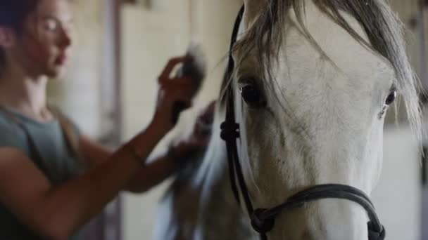 Close Slow Motion Panning Shot Girl Brushing Horse Lehi Utah — Wideo stockowe