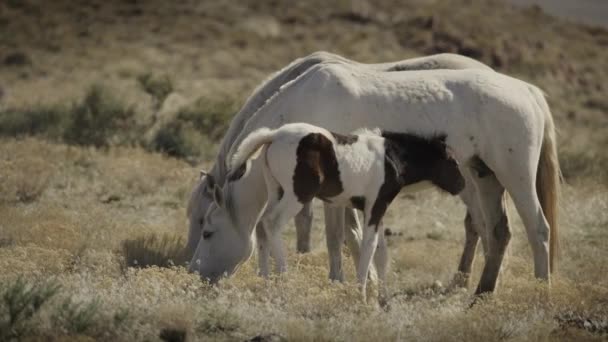 Colt Drinking Milk Grazing Mare Dugway Utah Estados Unidos — Vídeos de Stock