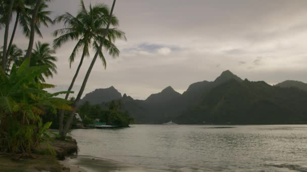 Suaves Olas Oceánicas Playa Tropical Cerca Palmeras Moorea Polinesia Francesa — Vídeos de Stock