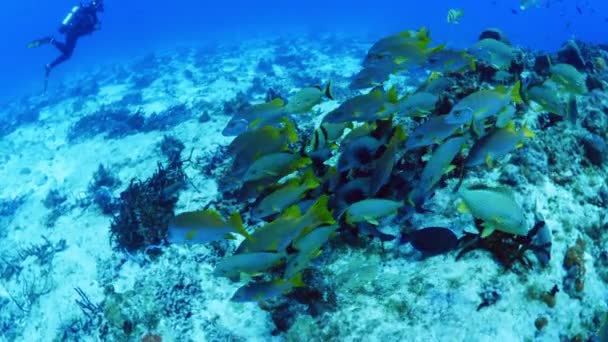 바다에서 헤엄치는 물고기의 잠수부 Cozumel Quintana Roo Mexico — 비디오