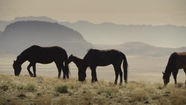 Tracking Shot Horses Walking Grazing Mountain Range Dugway Utah Verenigde — Stockvideo