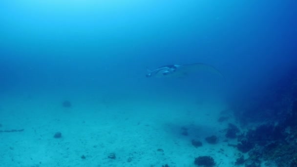 タヒチ ボラボラ島のレイに似た岩の上を泳ぐマンタレイと魚フランス領ポリネシア — ストック動画