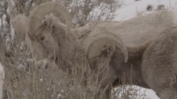 Close Two Bighorn Sheep Pasting Snow Cedar Hills Utah Spojené — Stock video