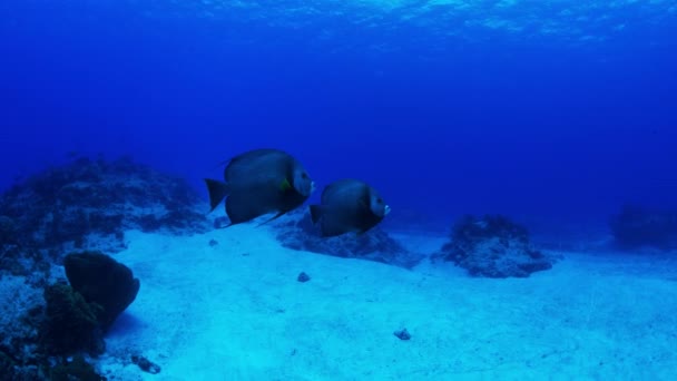 Close Angelfish Swimming Ocean Cozumel Quintana Roo Mexico — Stock Video