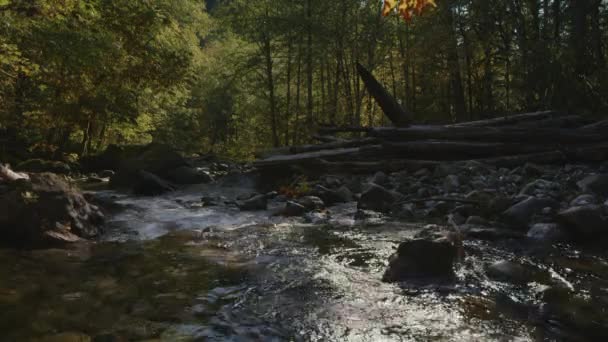 Voda Potoce Tekoucí Přes Skály Lese Packwood Washington Spojené Státy — Stock video