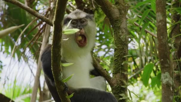 格林纳达 大唐国家公园 猴子坐在树上咀嚼食物的低视角图像 — 图库视频影像