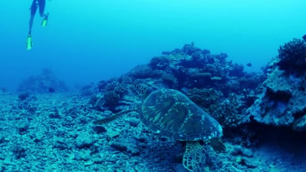 Tracking Shot Von Meeresschildkröte Schwimmt Ozean Der Nähe Von Taucher — Stockvideo