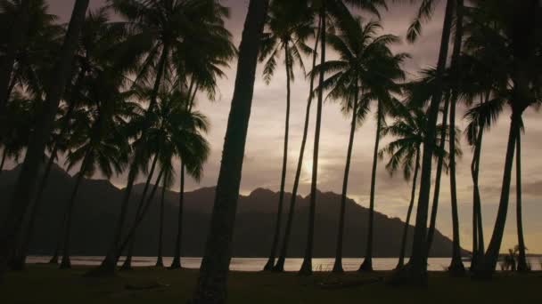 法属波利尼西亚日落时分热带海滩棕榈树的轮廓 — 图库视频影像