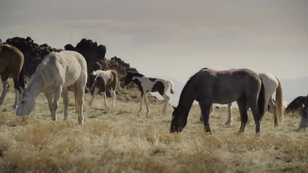 Panning Shot Horses Grazing Field Dugway Utah Verenigde Staten — Stockvideo