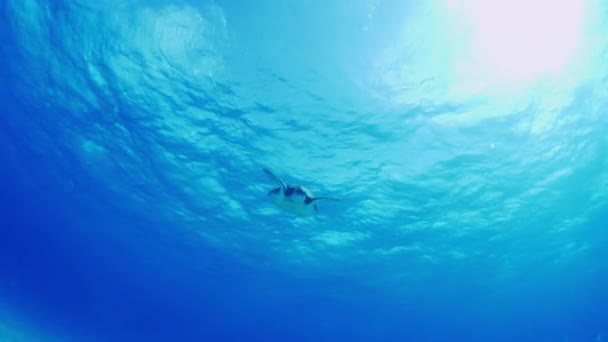 Låg Vinkel Spårning Skott Sköldpadda Simning Havet Cozumel Quintana Roo — Stockvideo