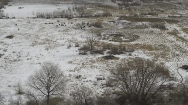 Vue Aérienne Approchant Bovins Éloignés Dans Neige Lehi Utah États — Video