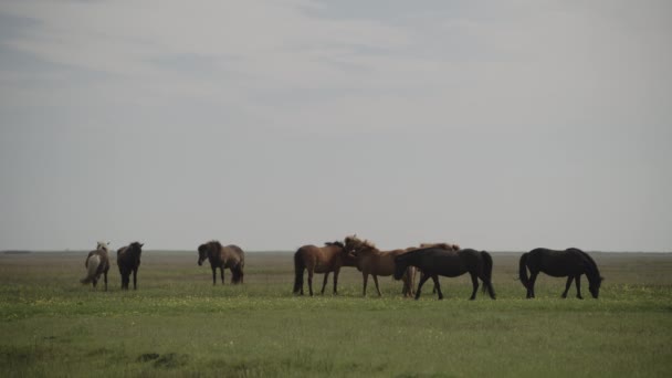 Herd Van Verre Paarden Het Veld Seljalands Ijsland — Stockvideo