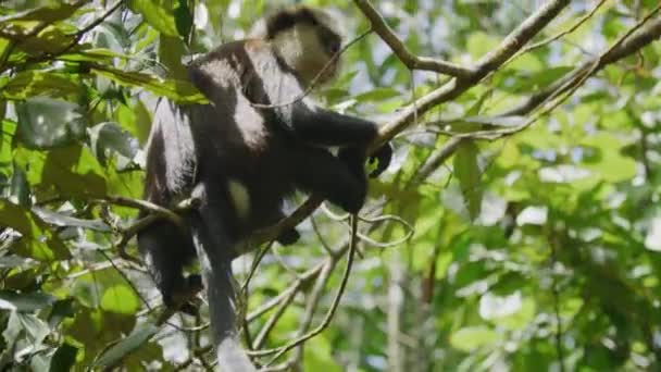 Vista Bajo Ángulo Del Mono Sentado Árbol Balanceándose Rama Parque — Vídeos de Stock