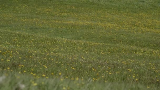 Wiatr Żółte Kwiaty Zielonym Polu Trawy Vik Islandia — Wideo stockowe