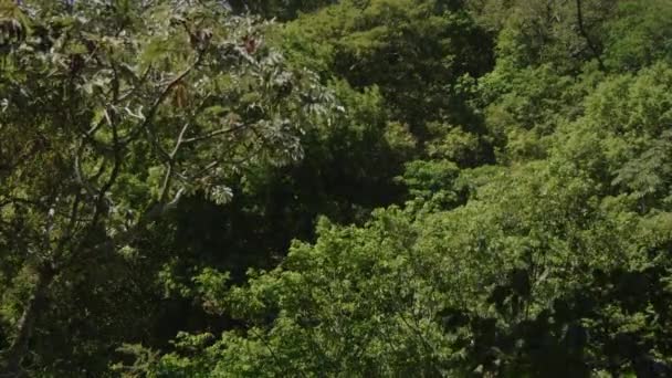 Wiatr Wieje Gałęzie Drzew Gęstym Zielonym Lesie Juayua Sonsonante Salwador — Wideo stockowe