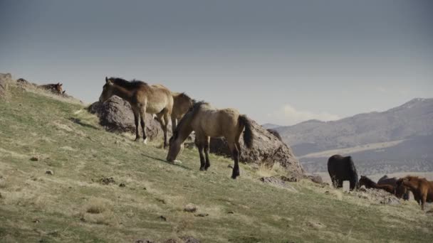Captura Panorámica Cámara Lenta Caballos Pastando Colina Dugway Utah Estados — Vídeos de Stock