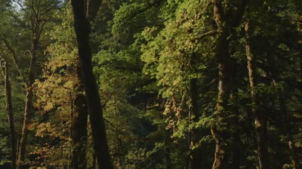 Panning Shot Trees Dense Green Forest Packwood Washington Stati Uniti — Video Stock