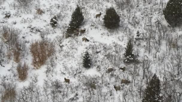 Flygfoto Över Rådjur Betar Snö Kulle American Fork Canyon Utah — Stockvideo