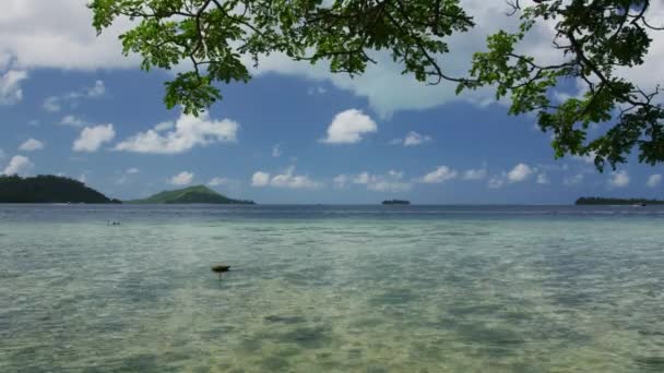 Ramas Árboles Sobre Ondulantes Olas Oceánicas Tahití Bora Bora Polinesia — Vídeos de Stock