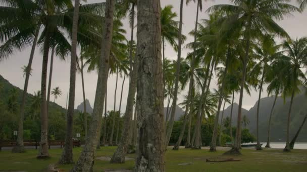 Nubes Sobre Palmeras Playa Tropical Moorea Polinesia Francesa — Vídeos de Stock