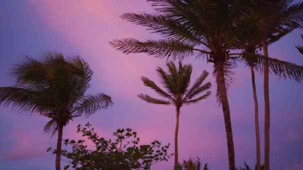 夕日のヤシの木の葉を吹く風の風景低角度ビュー 塩笛湾 セントビンセント グレナディーン — ストック動画
