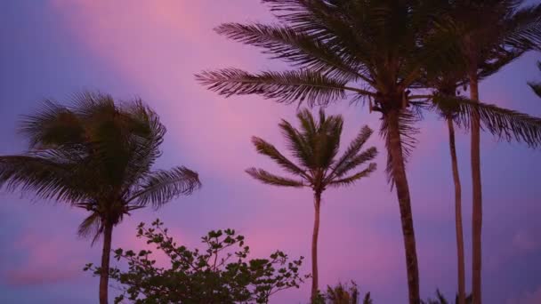 Vista Panorâmica Baixo Ângulo Vento Soprando Folhas Palmeira Pôr Sol — Vídeo de Stock