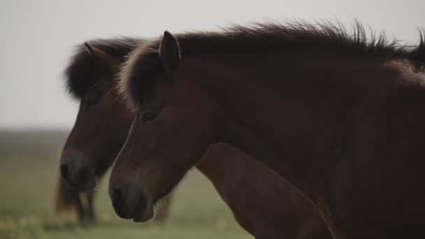 Retrato Cerca Melena Que Sopla Viento Del Caballo Islandés Seljalands — Vídeos de Stock