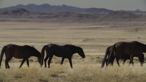 Tracking Shot Horses Walking Field Mountain Range Dugway Utah États — Video