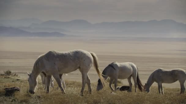 Tracking Shot Colt Walking Grazing Field Mountain Range Dugway Utah — Stock Video