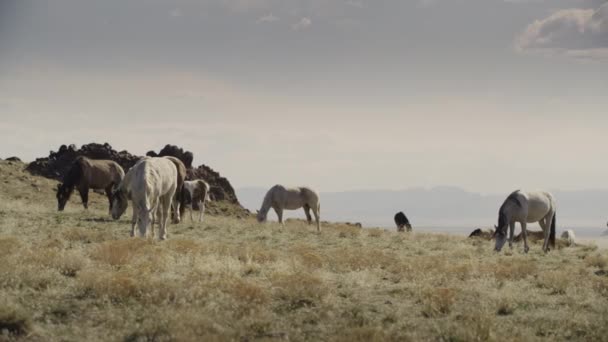 Amplo Tiro Panning Cavalos Distantes Pastando Campo Perto Cordilheira Dugway — Vídeo de Stock