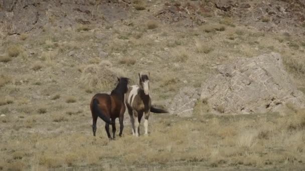 Movimiento Lento Caballos Juguetones Criados Campo Dugway Utah Estados Unidos — Vídeo de stock