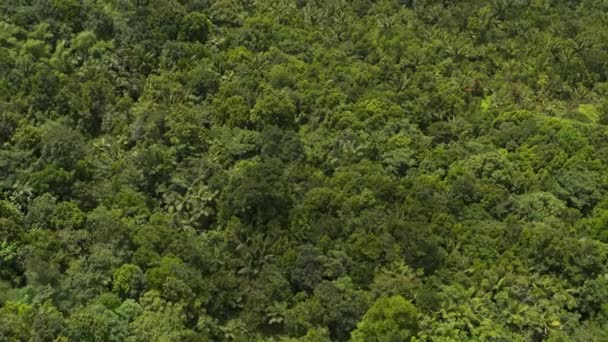 热带山地森林 大唐国家公园树木的空中景观 格林纳达 — 图库视频影像