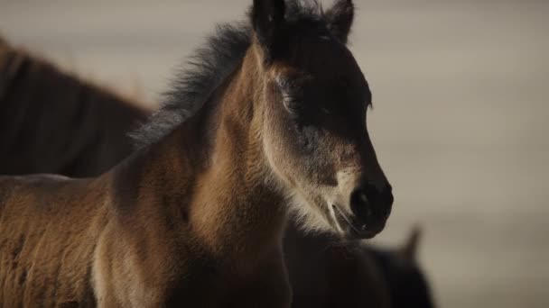 Zblízka Portrét Mladého Koně Hledícího Kamery Dugway Utah Spojené Státy — Stock video