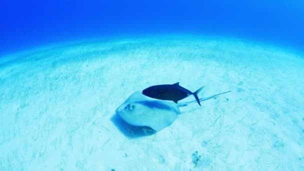 Vysokoúhlý Pohled Rejnoka Ryby Plavající Dně Oceánu Cozumel Quintana Roo — Stock video