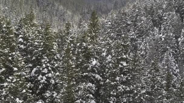 Vista Aérea Sobrevoo Neve Nas Árvores Florestais American Fork Canyon — Vídeo de Stock