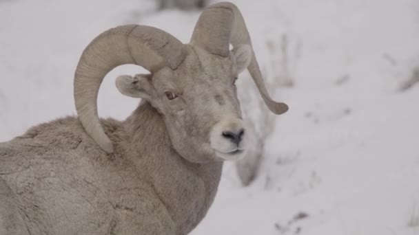 Birleşik Devletler Utah Utah Cedar Hills Deki Bighorn Koyunlarının Yan — Stok video