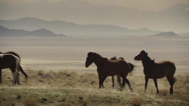 米国ユタ州ダグウェイ ダグウェイ付近での馬の走行と放牧の追跡 — ストック動画