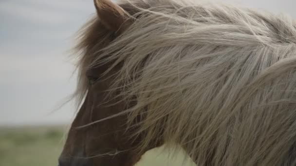 Retrato Cerca Melena Que Sopla Viento Del Caballo Islandés Seljalands — Vídeos de Stock