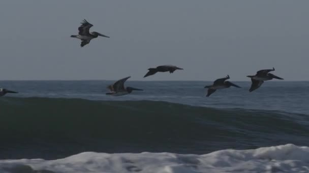 Tracking Shot Seagulls Flying Ocean Waves Tunco Libertad Salvador — Stock Video