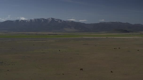 Aerial View Distant Cows Field Approaching Mountain Range Meadow Utah — Stock Video