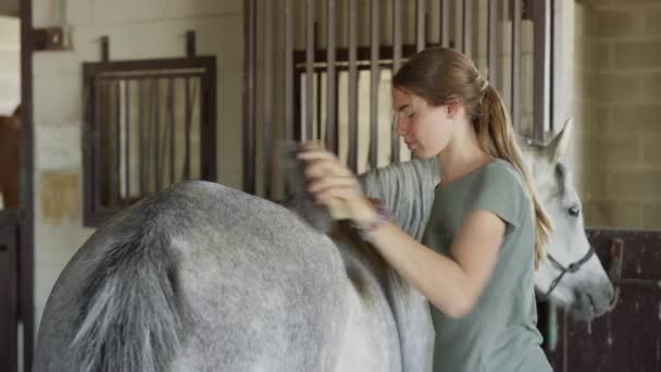 Média Foto Menina Escovando Cavalo Lehi Utah Estados Unidos — Vídeo de Stock