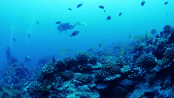 Buceador Nadando Con Peces Océano Tahití Moorea Polinesia Francesa — Vídeo de stock