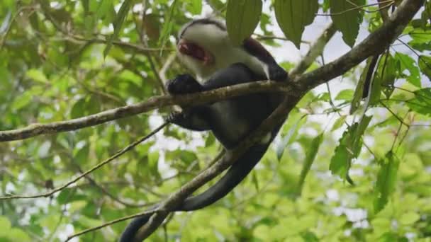 Maymunun Ağaçta Oturduğu Esnediği Düşük Açılı Manzara Grand Etang Ulusal — Stok video