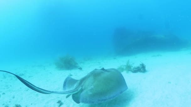 Onderwater Tracking Shot Van Pijlstaartrog Zwemmen Buurt Van Oceaanbodem Bridgetown — Stockvideo