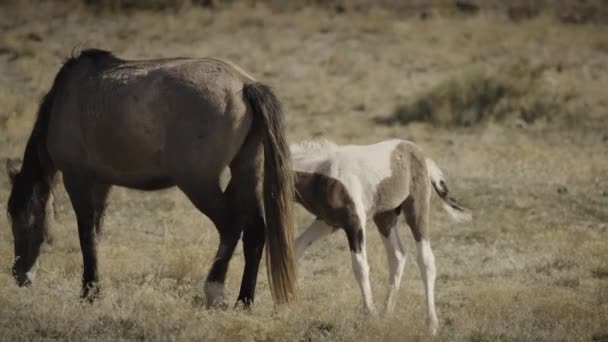 Panning Shot Colt Drinking Milk Grazing Mare Dugway Utah Verenigde — Stockvideo