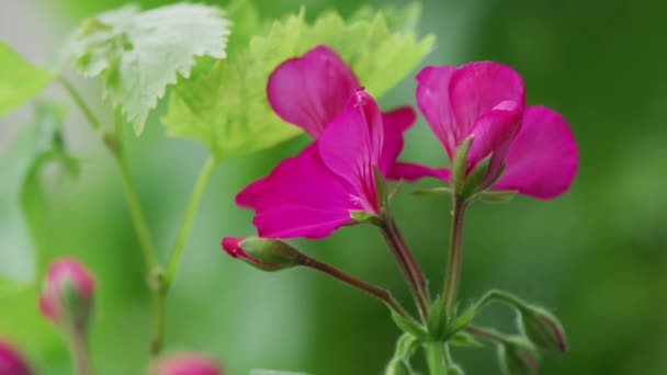Рожева Квітка Veliko Tarnovo Болгарія — стокове відео