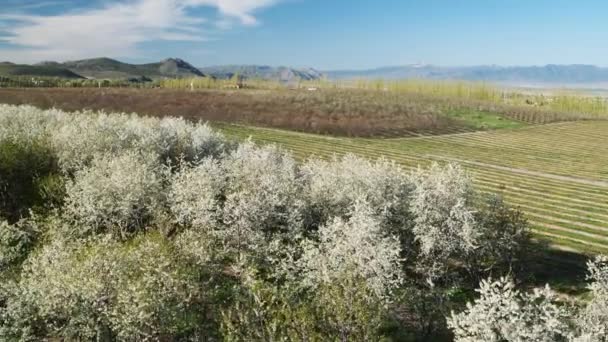 Amplio Tiro Alto Ángulo Sobre Los Árboles Campo Genola Utah — Vídeo de stock