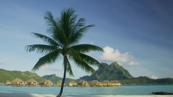 Palmera Playa Tropical Cerca Bungalows Bora Bora Polinesia Francesa — Vídeos de Stock