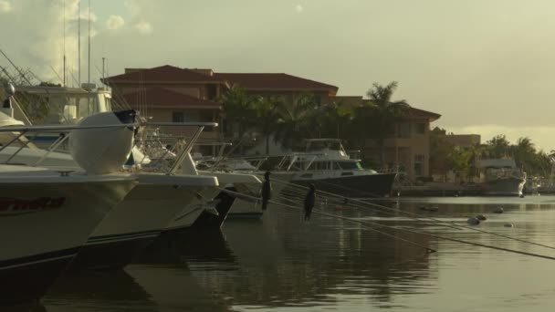 Aves Empoleiradas Corda Barco Ancorada Marina Puerto Aventuras Quintana Roo — Vídeo de Stock