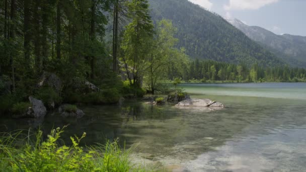 Ευρεία Λήψη Δέντρων Κοντά Ορεινή Λίμνη Hintersee Γερμανία — Αρχείο Βίντεο